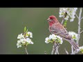 The song of the House Finch - Bird Sounds | 10 Hours