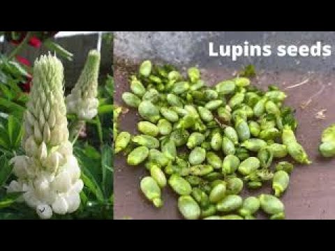 Lupin seeds