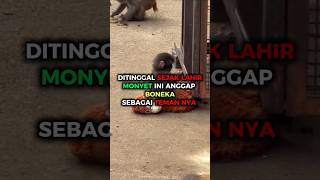 Download lagu DITINGGAL SEJAK LAHIR, MONYET INI ANGGAP BONEKA SEBAGAI TEMAN NYA #shortvideo #kabarterbaru #viral mp3 Download lagu DITINGGAL SEJAK LAHIR, MONYET INI ANGGAP BONEKA SEBAGAI TEMAN NYA #shortvideo #kabarterbaru #viral mp3