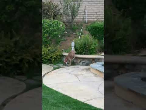 download lagu mp3 mp4 Pitbull Rescue Southern California, download lagu Pitbull Rescue Southern California gratis, unduh video klip Pitbull Rescue Southern California