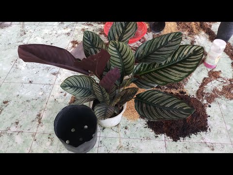 , title : 'Trồng và thay chậu đuôi công sọc tím (Calathea Ornata)'