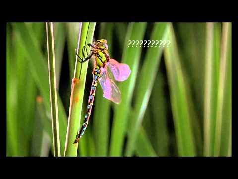 Trip Through Microcosmos