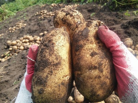 , title : 'Супер урожайные сорта картошки Результаты 2017'
