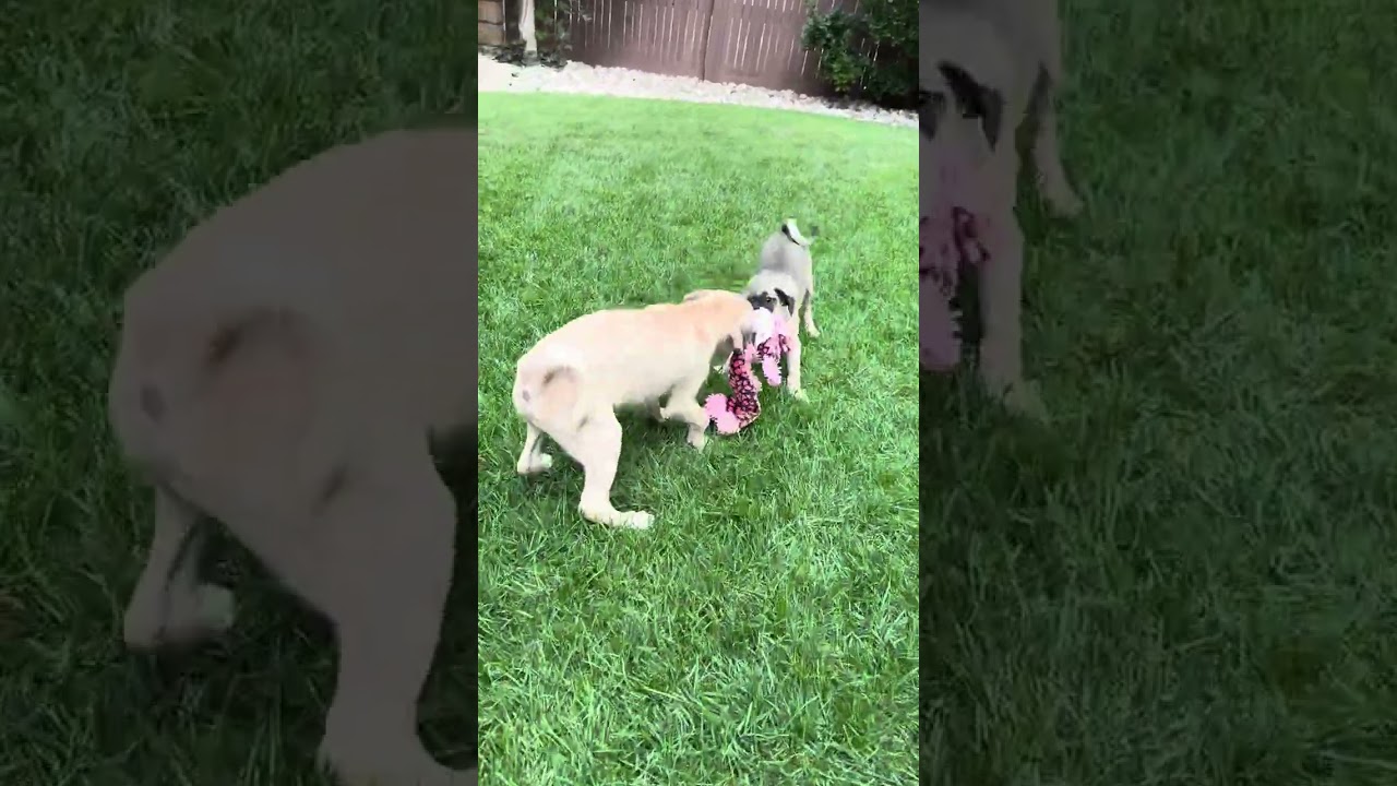 Enlarge Sable, a Adoptable mixed breed in Fort Collins, CO video 5/6