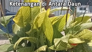 Download lagu Lagu Santai Buat Kerja mp3 Download lagu Lagu Santai Buat Kerja mp3