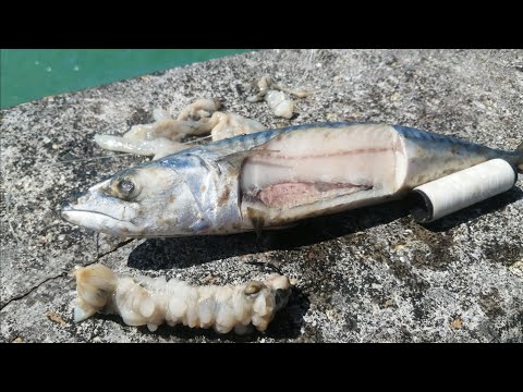 FISHING BRIGHTON MARINA EAST ARM - FUN DAY WITH A FEW FISH THROWN IN! (SEA FISHING UK)