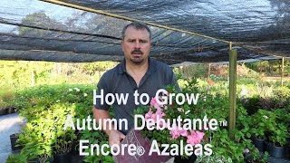 How to grow Autumn Debutante™ Encore® Azaleas with detailed description