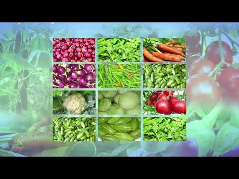 Dhanzyme gold pgr for vegetable crops