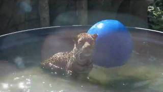preview picture of video 'Jaguar Cub @ The Stone Zoo, Stoneham, Ma - Summer 2010'