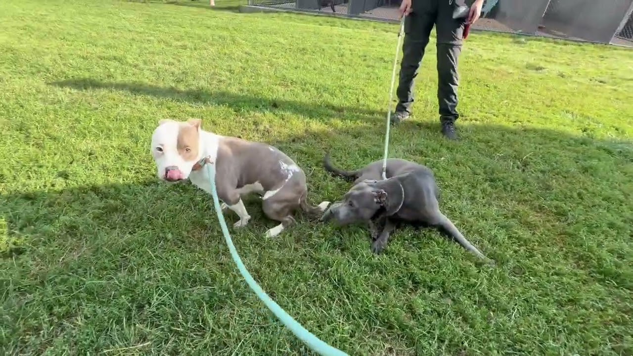 Melina's Leash Test