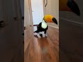 A Good Boi Animals Birds Cats Funny Pets Shorts Shortsvideo Bird Dog