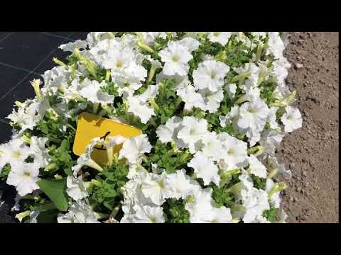 Видео о петунии Альбиния от Партнер