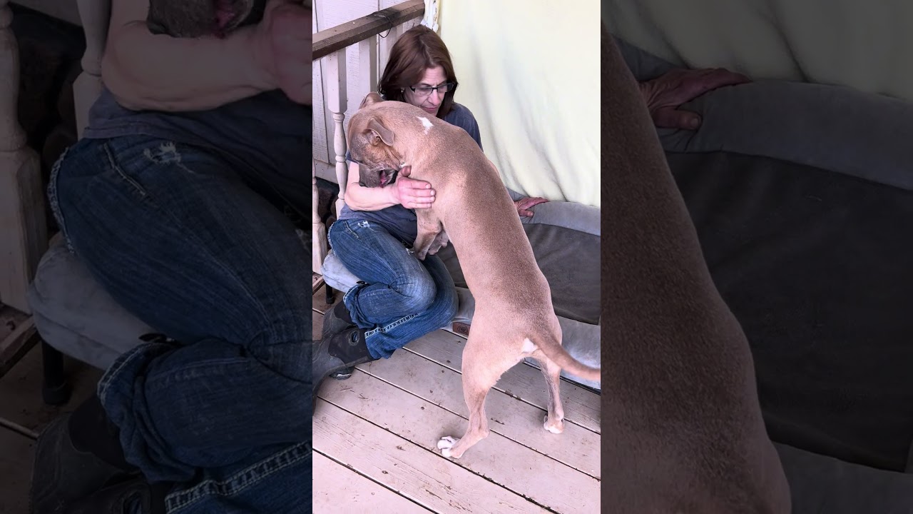 Enlarge Fernando, an adopted mixed breed in Rockford , IL video 3/3