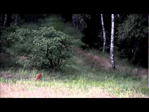 Blattjagd 2011 - ein Rehbock reagiert aufs Blatten während der Rehbrunft