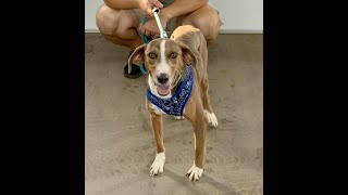 Video preview image #1 Mutt Puppy For Sale in Shelburne, VT, USA