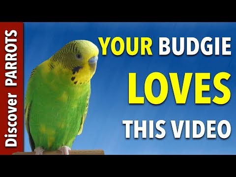 Your Budgie LOVES this Video | Discover PARROTS