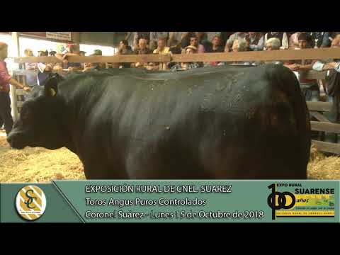15-10-18 Venta de toros Angus P.C. - Expo Coronel Suárez - Coronel Suárez
