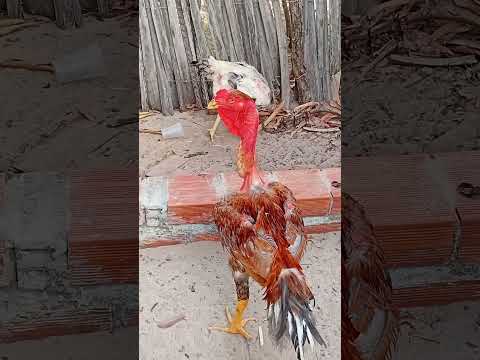 Criatorio ig tio San Pindoretama Ceará Polaco também aproveitou o passeio com suas matrizes