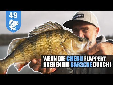 Herbst-Barsch: Steinpackung + CHEBUrashka + Krebs = DICKBARSCH