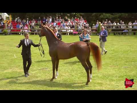 N.91 RIGONEC T - Bruges 2018 C European - Geldings (Class 14)