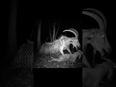 Rare and unidentified creatures captured on camera 😨😱 #animals #ytshorts #viralshort