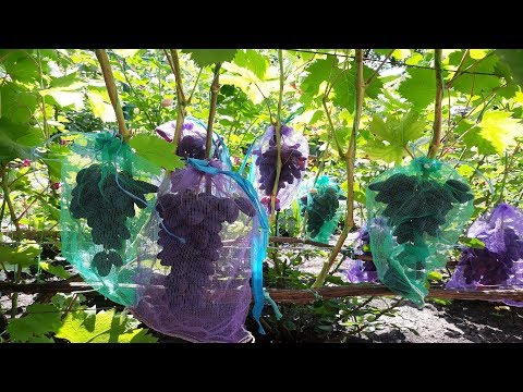 Обзор сортов винограда и последствия после дождя