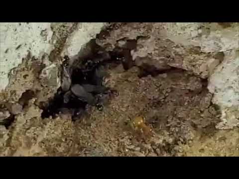 Citronella Ants Living in Basement in Monroe Township, NJ