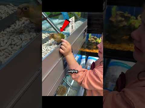 لقيت طيرها الضايع في محل! 🐦😭#shorts