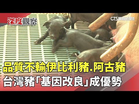 品質不輸伊比利豬.阿古豬　台灣豬「基因改良」成優勢