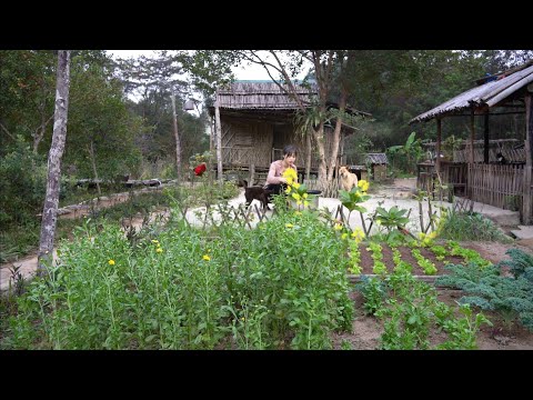 Harvest tomatoes, vegetables in the mountains and cook. Grow ginger and sweet potato in the garden.