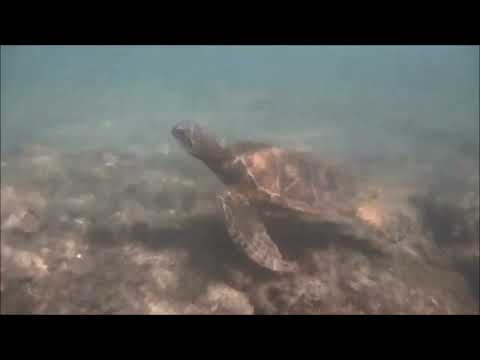 1959  Sleep Walk  Santo & Johnny