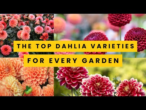 The Top 15 Dahlia Varieties for Every Garden