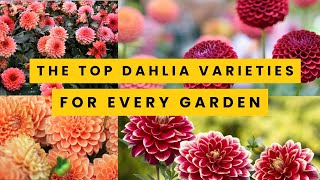 Download lagu The Top 15 Dahlia Varieties for Every Garden mp3 Download lagu The Top 15 Dahlia Varieties for Every Garden mp3