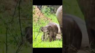 Download lagu Daga pattek 😍#beautiful #elephant #travel #life #wasgamuwa mp3