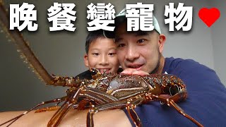 [問卦] 有人養龍蝦當寵物嗎