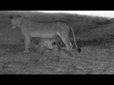 djuma dam cam jan 18 2018 2 lionesses and a cub