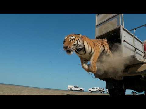 Kazakhstan releases first tiger to restore extinct species