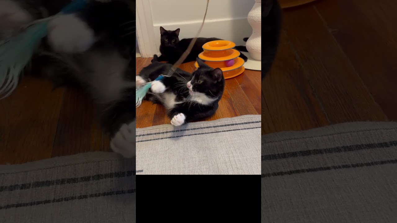Enlarge Boots  (BS & RR), a Adoptable Tuxedo in Woodland Hills, CA video 4/4