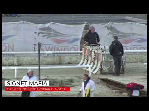 Signet Mafia - Greyhounds Today Sprint - Heat 1