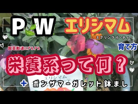 スプリングスパー 植物