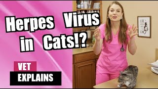 Is it Contagious to humans Feline Herpes Virus in Cats | Veterinarian Explains
