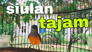 Download lagu kemade bunga api siulan tajam, kemade lain langsung respon. mp3 Download lagu kemade bunga api siulan tajam, kemade lain langsung respon. mp3