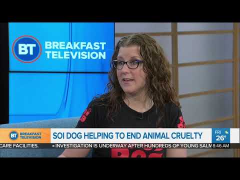 Soi dog helping to end animal cruelty