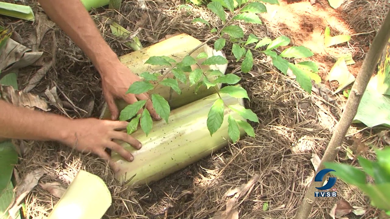 Você conhece a agricultura sintrópica? Assista a reportagem e conheça seus benefícios
