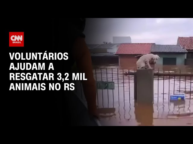 Voluntários ajudam a resgatar 3,2 mil animais no RS | LIVE CNN