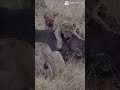 Lion Vs Buffalo