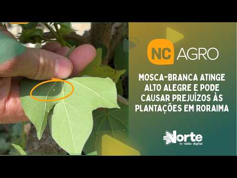 Mosca-branca atinge Alto Alegre e pode causar prejuízos às plantações em Roraima