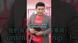 廢物管理公司的貓咖 13🐱Failure Management Cat Cafe 13 | Steven He官方中文翻譯