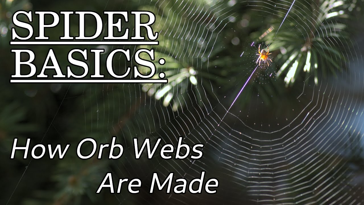 How Orb Webs Are Made - Spider Basics: Beyond the Eight Legs, Episode 3