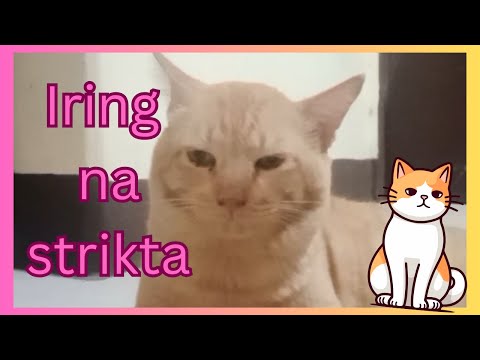 Funny Animal Compilation Videos! |Must watch| Charlyn Neri Vlogs